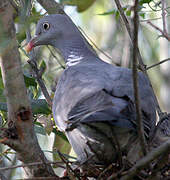 Common Wood Pigeon