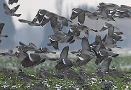 Common Wood Pigeon