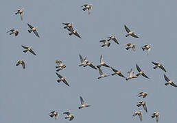 Common Wood Pigeon