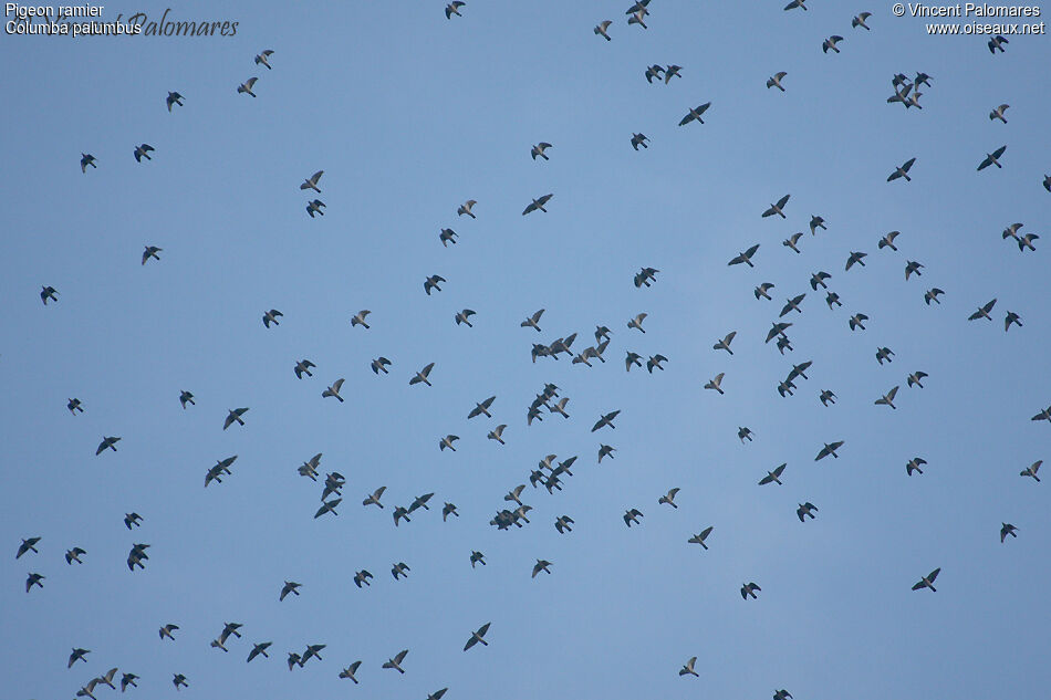 Common Wood Pigeon