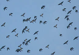 Common Wood Pigeon