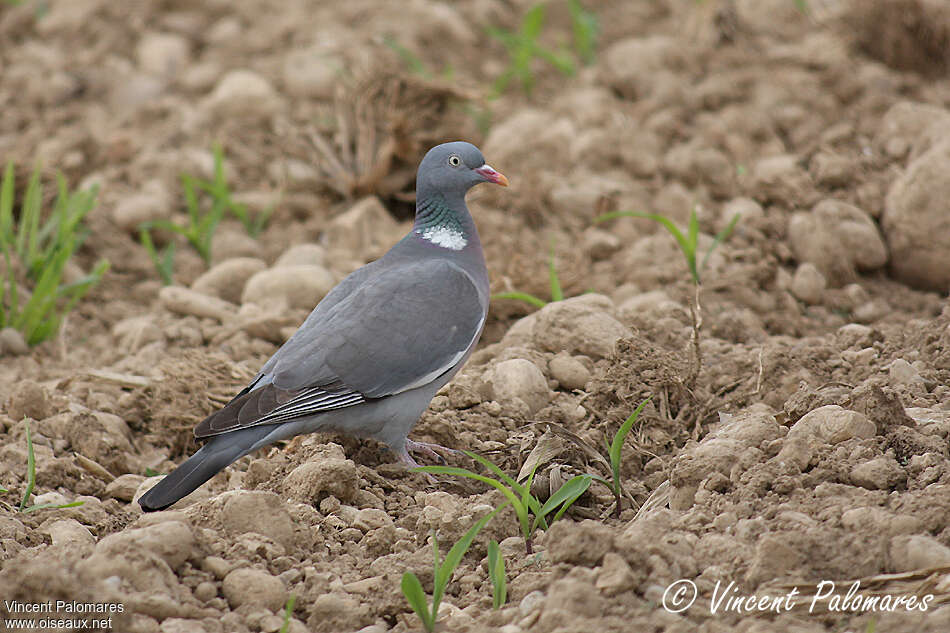 Pigeon ramieradulte, identification