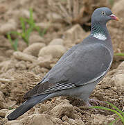 Common Wood Pigeon