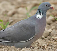 Common Wood Pigeon