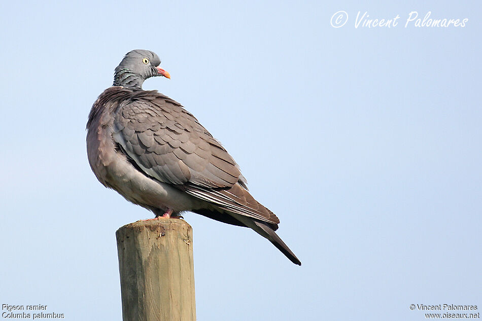 Common Wood Pigeonadult