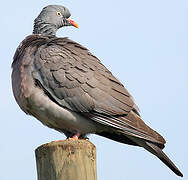 Common Wood Pigeon