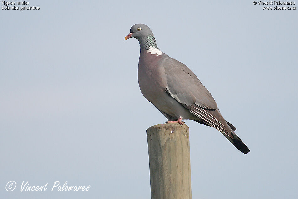 Common Wood Pigeonadult