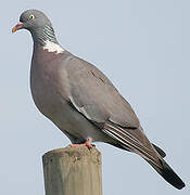 Common Wood Pigeon