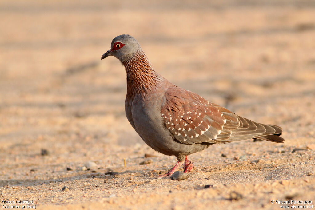 Speckled Pigeon