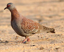 Speckled Pigeon