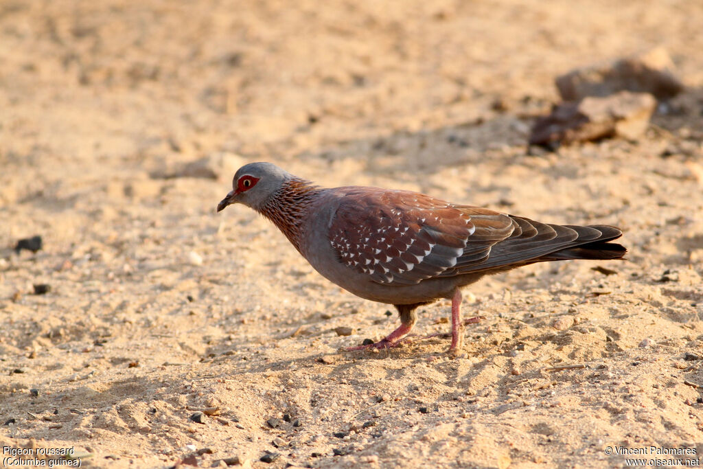 Pigeon roussard