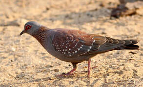 Speckled Pigeon