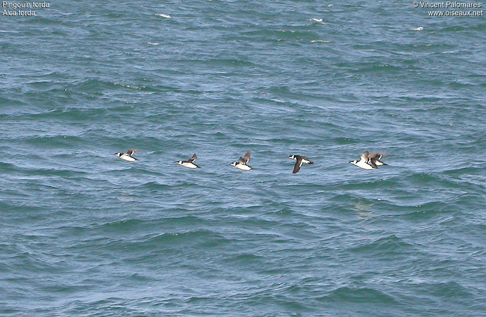 Razorbill