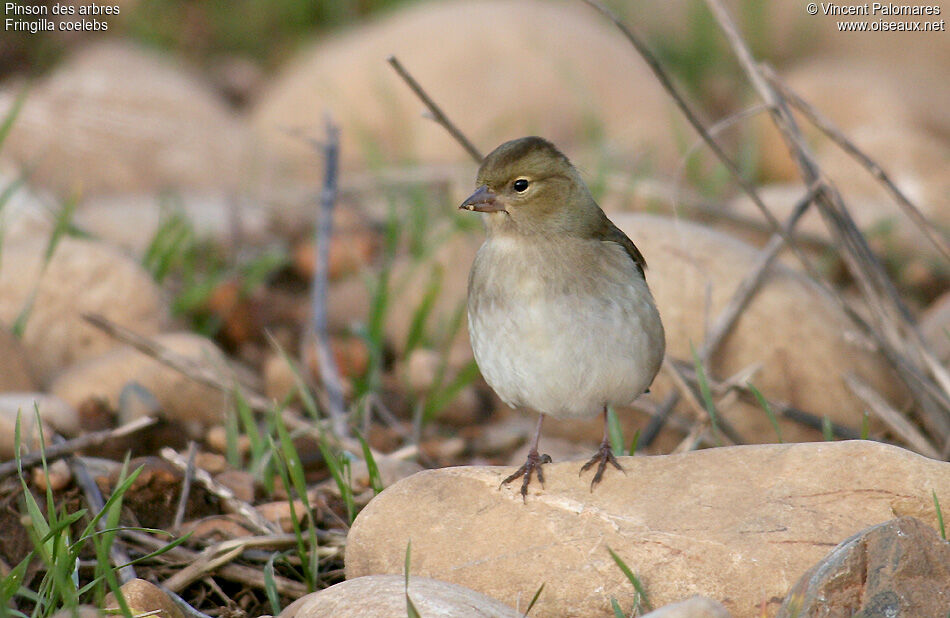 Common Chaffinch female