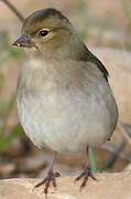 Eurasian Chaffinch