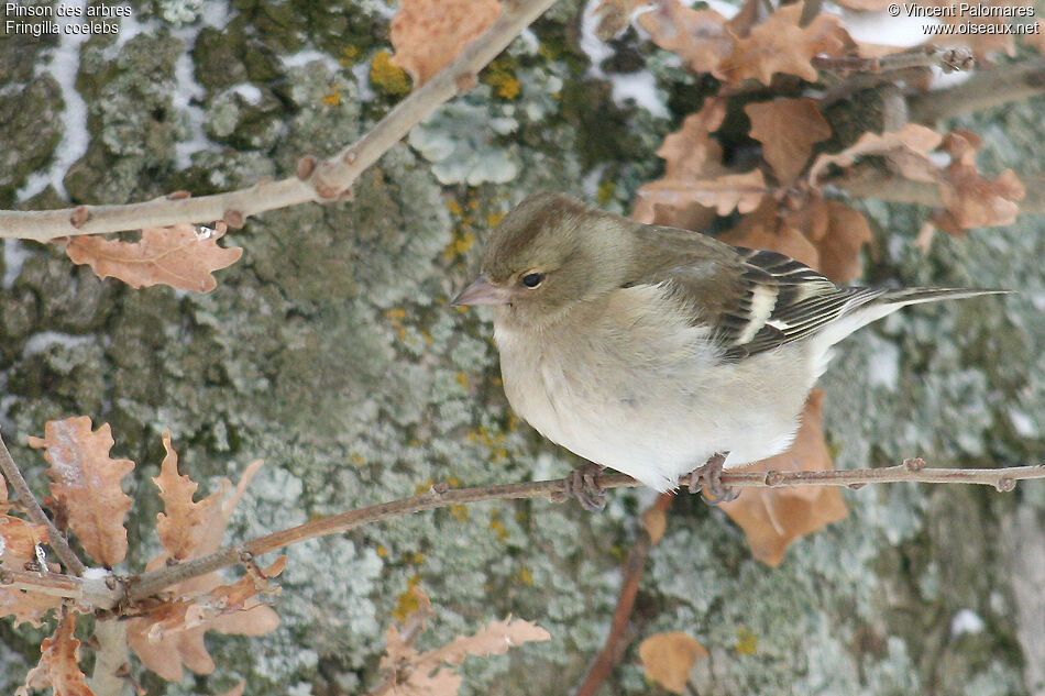 Eurasian Chaffinch