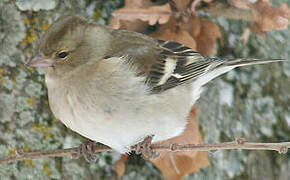 Common Chaffinch