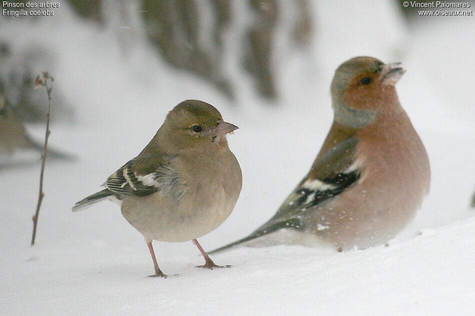 Common Chaffinch