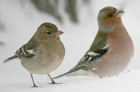 Eurasian Chaffinch