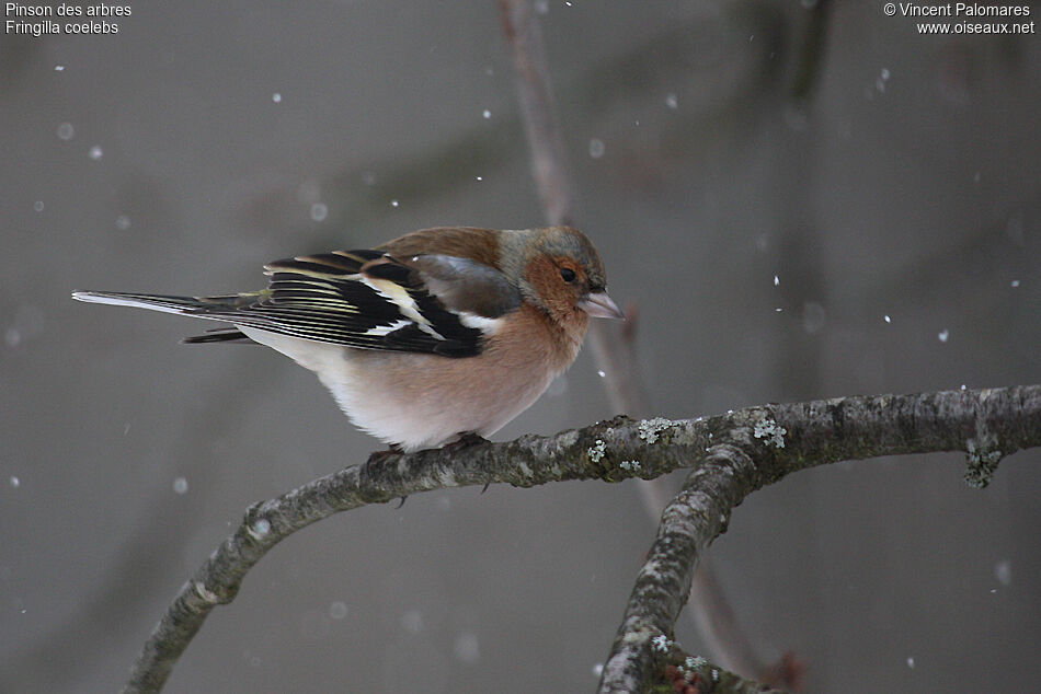 Eurasian Chaffinch