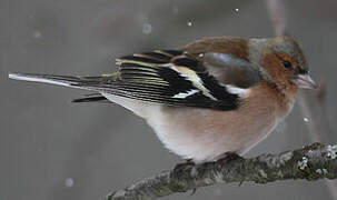 Eurasian Chaffinch