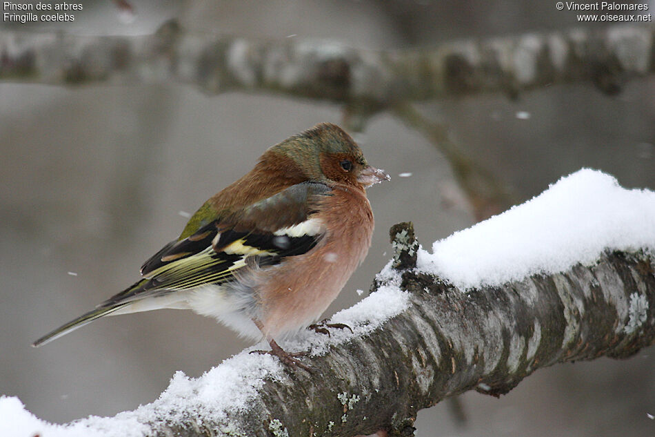 Common Chaffinch male