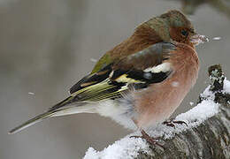 Eurasian Chaffinch