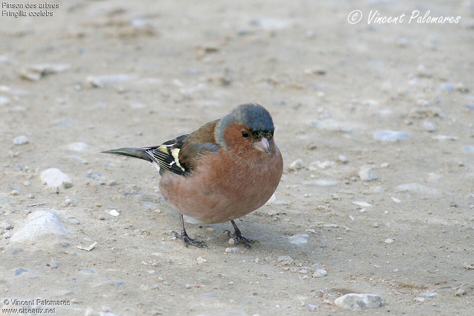 Common Chaffinch male