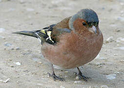 Common Chaffinch