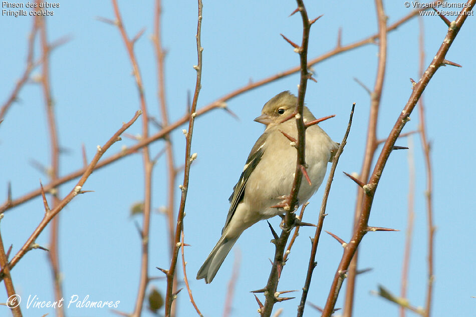 Pinson des arbres femelle