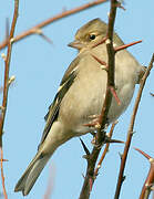 Common Chaffinch