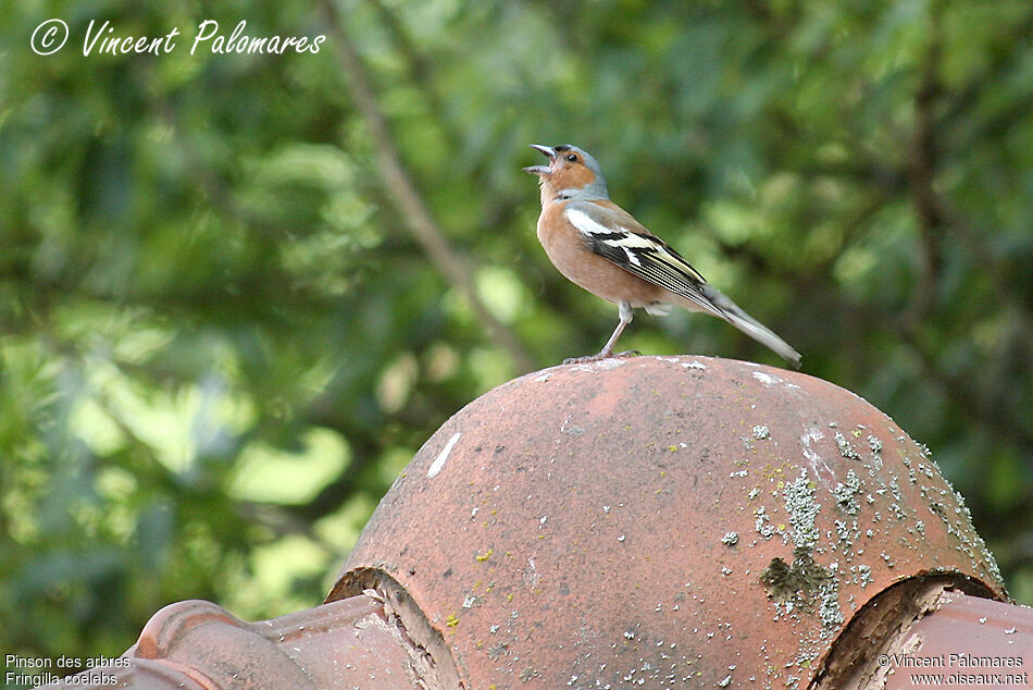 Common Chaffinch male adult, song