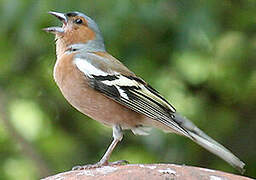 Eurasian Chaffinch