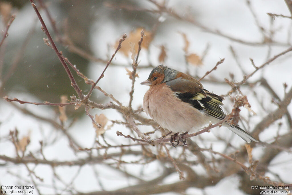 Common Chaffinch male