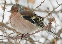 Eurasian Chaffinch