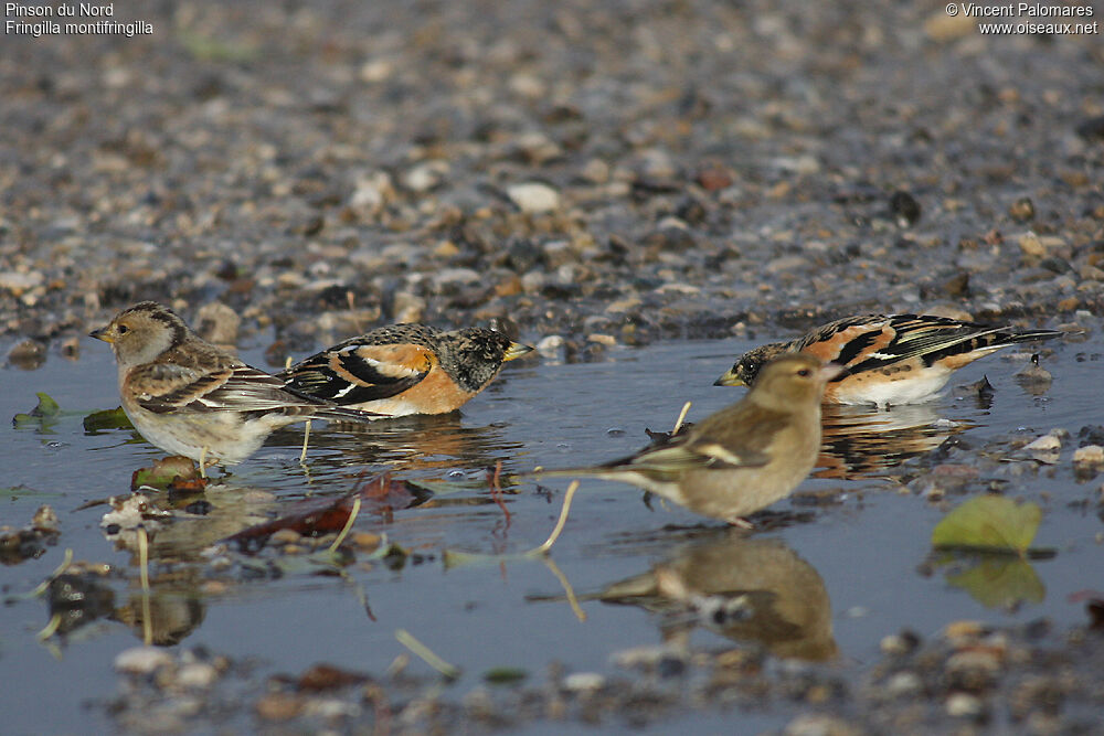 Brambling