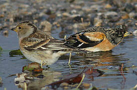 Brambling