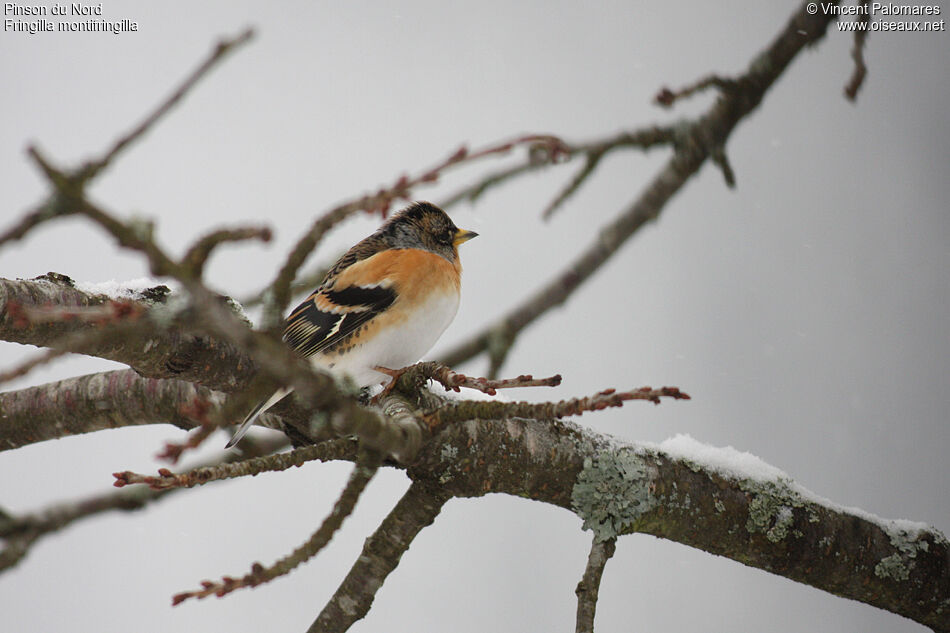 Brambling