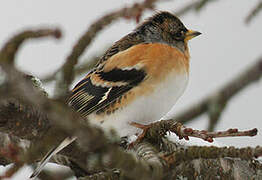 Brambling