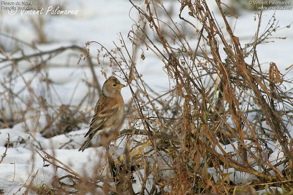 Brambling