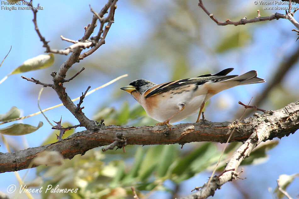 Brambling male