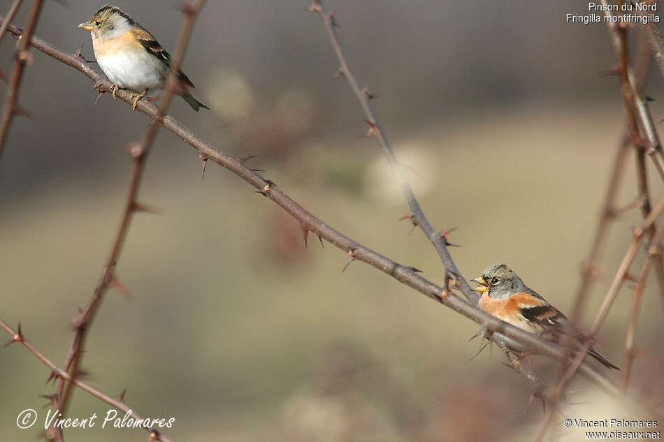 Brambling