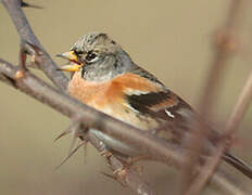 Brambling