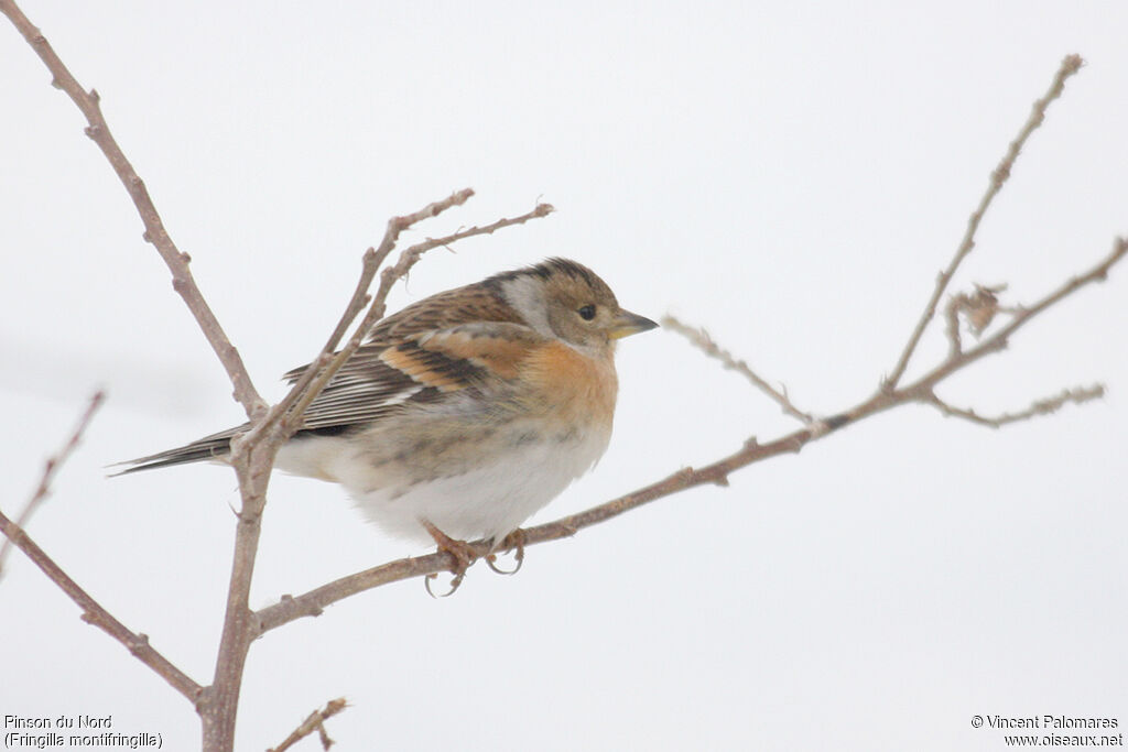 Brambling female adult post breeding, identification