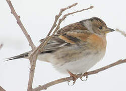 Brambling