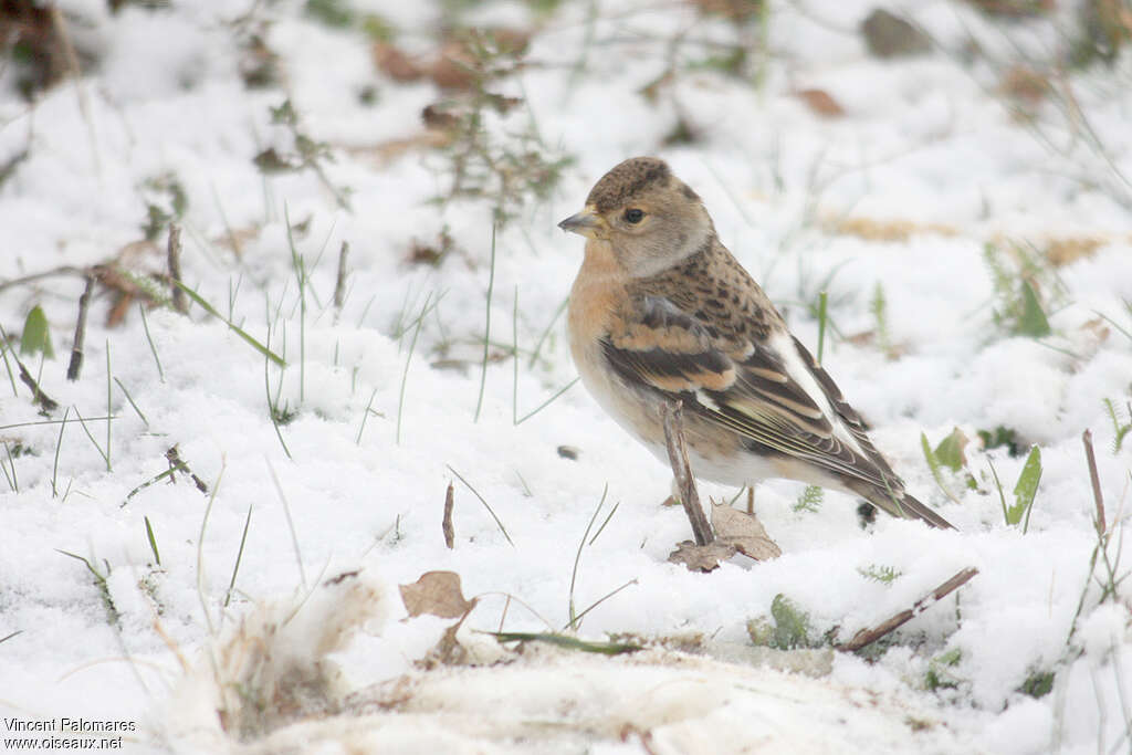 Pinson du Nord femelle 2ème année, identification