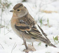 Brambling