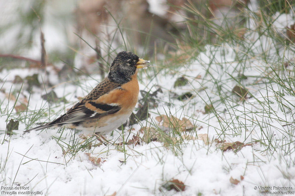 Brambling male