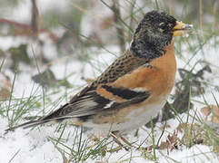 Brambling