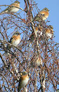 Brambling